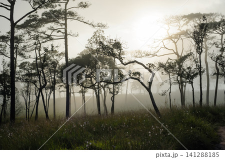 thai's pine wood with foggy scene in evening before sunset after a heavy rain thai's pine wood with foggy scene in evening before sunset after a heavy rain 141288185