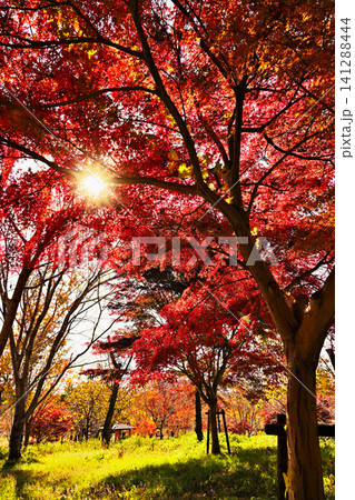 太陽光を浴びて赤く輝くかえでの紅葉 太陽光を浴びて赤く輝くかえでの紅葉 141288444