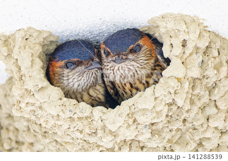 巣から顔を出すつがいのコシアカツバメ成鳥 巣から顔を出すつがいのコシアカツバメ成鳥 141288539