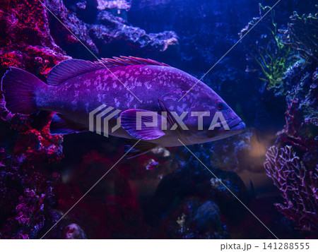 Dusky grouper (Epinephelus marginatus) in marine aquarium scene Dusky grouper (Epinephelus marginatus) in marine aquarium scene 141288555