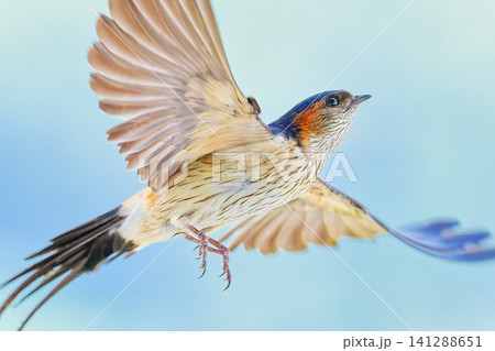 飛び出すコシアカツバメのクローズアップ 飛び出すコシアカツバメのクローズアップ 141288651