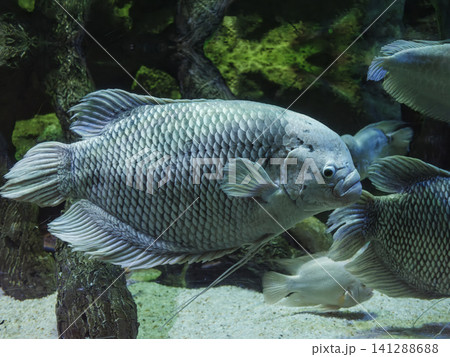 Giant gourami (Osphronemus goramy) in aquarium underwater scene Giant gourami (Osphronemus goramy) in aquarium underwater scene 141288688