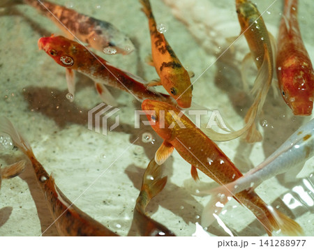 beautiful koi fish in the aquarium beautiful koi fish in the aquarium 141288977
