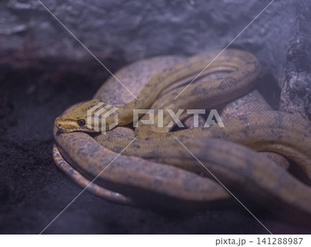 a venomous snake 141288987