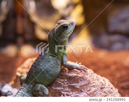 a cute chameleon a cute chameleon 141288991