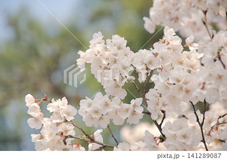 兼六園の澄んだ青空の下で満開に咲き誇る美しい桜 兼六園の澄んだ青空の下で満開に咲き誇る美しい桜 141289087