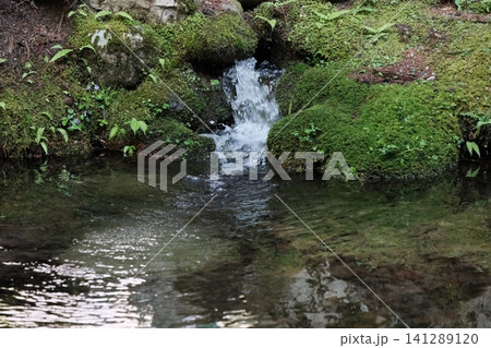 長野県駒ヶ根市・光前寺の苔庭を流れる清らかな湧水 長野県駒ヶ根市・光前寺の苔庭を流れる清らかな湧水 141289120