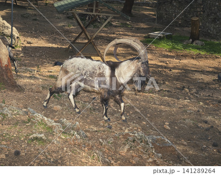 single sturdy mountain goat in a fenced agricultural enclosure outdoors 141289264