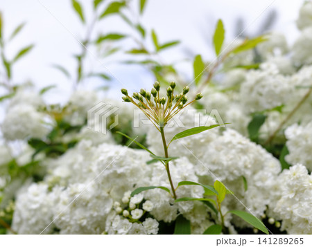 soft and romantic background with vibrant white spring flora and sunlight soft and romantic background with vibrant white spring flora and sunlight 141289265