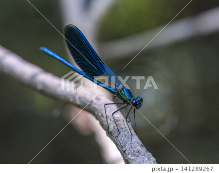 dragonfly on a branch 141289267
