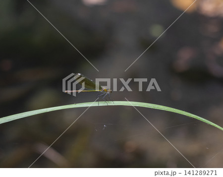 dragonfly on a branch dragonfly on a branch 141289271