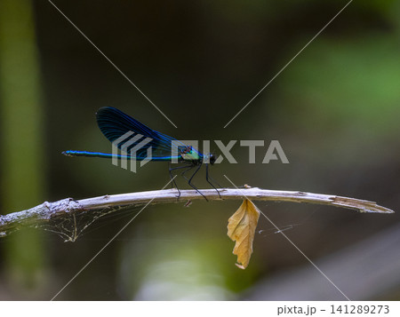 dragonfly on a branch 141289273