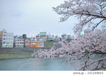 薄曇りの空の下で犀川を背景に美しく咲き誇る満開の桜 薄曇りの空の下で犀川を背景に美しく咲き誇る満開の桜 141289603