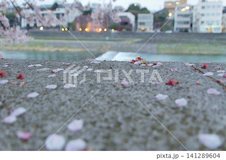 犀川のほとりに舞い落ちたピンクの花びらと遠くに望む川の流れ 犀川のほとりに舞い落ちたピンクの花びらと遠くに望む川の流れ 141289604