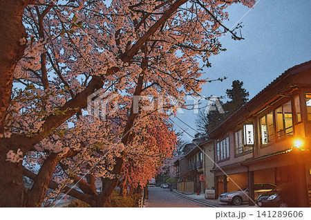 夕暮れ時の犀星の道に咲くしだれ桜と温かく灯る伝統的な町家 夕暮れ時の犀星の道に咲くしだれ桜と温かく灯る伝統的な町家 141289606