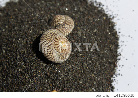 It is a seashell lying on black sand. 141289619