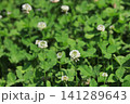 しろつめくさ 141289643