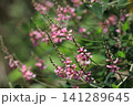 トウコマツナギの花 141289645