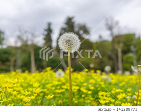 Dandelion standing out in springtime yellow flower landscape Dandelion standing out in springtime yellow flower landscape 141289773