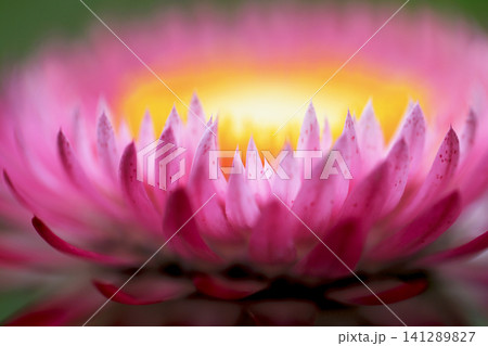 花壇に咲いた淡いピンクのムギワラギク クローズアップ写真 花壇に咲いた淡いピンクのムギワラギク クローズアップ写真 141289827