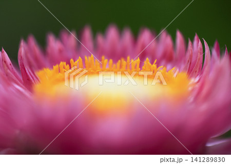 花壇に咲いた淡いピンクのムギワラギク  クローズアップ写真 141289830