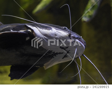 cat fish in aquarium cat fish in aquarium 141289915