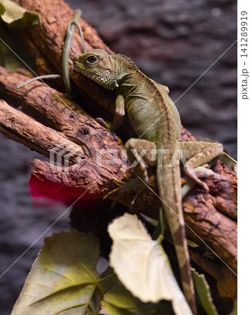 a cute chameleon a cute chameleon 141289919