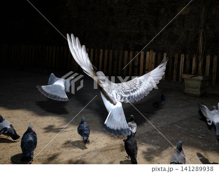 graceful pigeon flying in a city park graceful pigeon flying in a city park 141289938