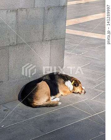 Corgi rests against stone wall, sunlit Corgi rests against stone wall, sunlit 141289997