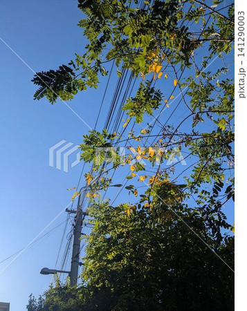 Blue sky bright, leaves green and gold Blue sky bright, leaves green and gold 141290003