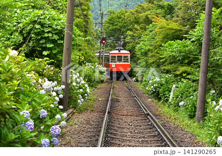 神奈川県　箱根町　箱根登山鉄道電車と紫陽花 141290265