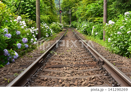 神奈川県　箱根町　箱根登山鉄道電車と紫陽花 141290269