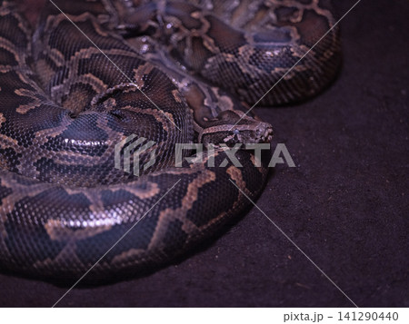 a venomous snake a venomous snake 141290440