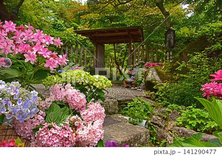 神奈川県　箱根町　強羅公園のカラフル紫陽花 141290477