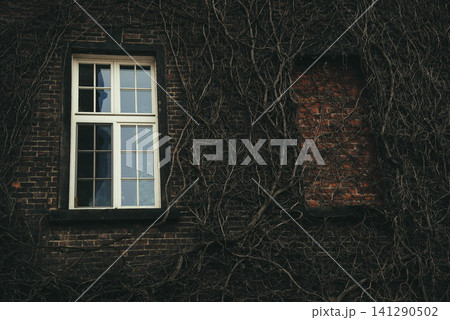 Atmospheric old brick wall with a white window covered by dry ivy vines. Moody architectural background with vintage texture, natural overgrowth and gothic aesthetic. Perfect for Halloween, mystery Atmospheric old brick wall with a white window covered by dry ivy vines. Moody architectural background with vintage texture, natural overgrowth and gothic aesthetic. Perfect for Halloween, mystery 141290502