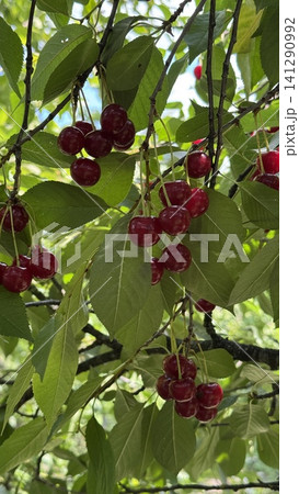 Ripe Red Cherries Hanging on a Branch Amidst Green Leaves Ripe Red Cherries Hanging on a Branch Amidst Green Leaves 141290992