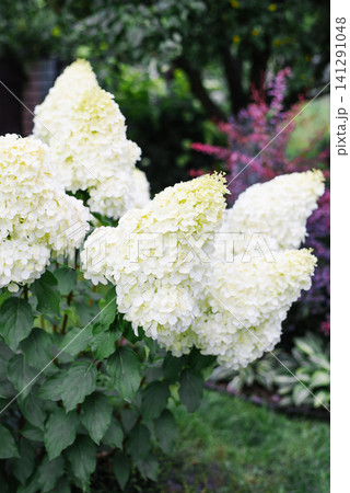 Polar Bear Hydrangea Paniculata Shrub in Backyard Polar Bear Hydrangea Paniculata Shrub in Backyard 141291048