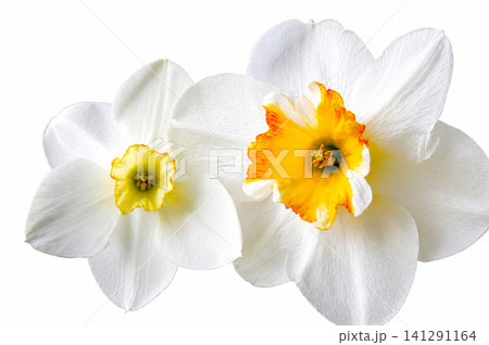 White Daffodil Flowers Isolated on White Background 141291164