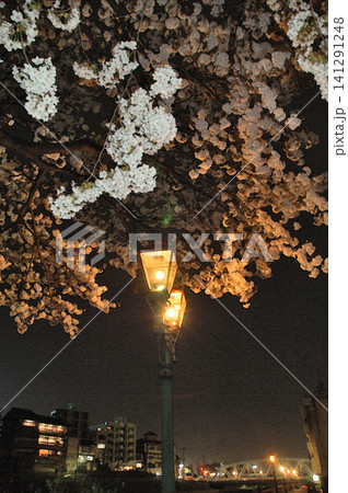 温かなガス灯の光が満開の夜桜を優しく照らす犀川の幻想的な夜 141291248