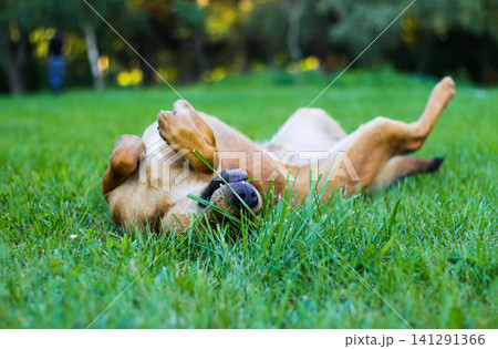 Happy dog rolling on its back on green grass in park. Cute brown dog playing, lying upside down on lawn, enjoying summer day outdoors, pet care and happiness concept 141291366