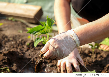 Close up of a person's hands in protective gloves planting a young green seedling into the soil in a garden. Spring gardening, agriculture, organic farming and planting vegetables concept 141291380