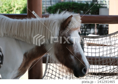 長野県飯田市 飯田市立動物園で暮らすポニーの横顔 141291465