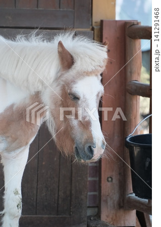 長野県飯田市 飯田市立動物園のかわいいポニーの横顔 長野県飯田市 飯田市立動物園のかわいいポニーの横顔 141291468