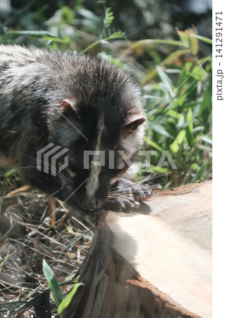 長野県飯田市 飯田市立動物園で切り株を歩くハクビシン 長野県飯田市 飯田市立動物園で切り株を歩くハクビシン 141291471