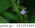 道端の小さな雑草　キツネノマゴ 141291489