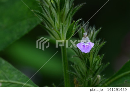 道端の小さな雑草　キツネノマゴ 141291489