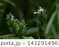 道端の小さな雑草　キツネノマゴ 141291490