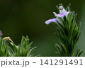 道端の小さな雑草　キツネノマゴ 141291491
