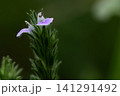 道端の小さな雑草　キツネノマゴ 141291492
