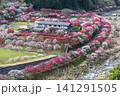 長野県阿智村 桃源郷 展望台から見る「花桃の里」 141291505